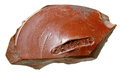 17712 Terra Sigillata